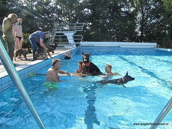 Zwemmen in het zwembad De Rijd met Aiki, Hector, Khes, Bajka, Sifra, Dreamy & Dumaj